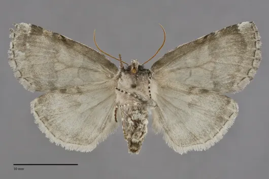 Ceranemota fasciata