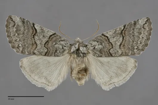 Ceranemota tearlei