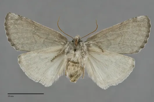 Ceranemota tearlei