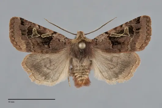 Cerastis enigmatica