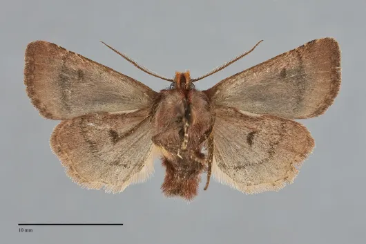 Cerastis enigmatica