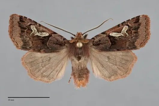 Cerastis gloriosa
