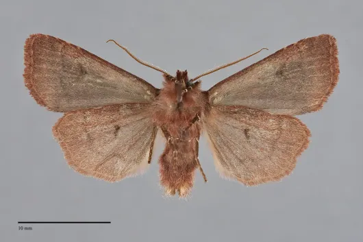 Cerastis gloriosa
