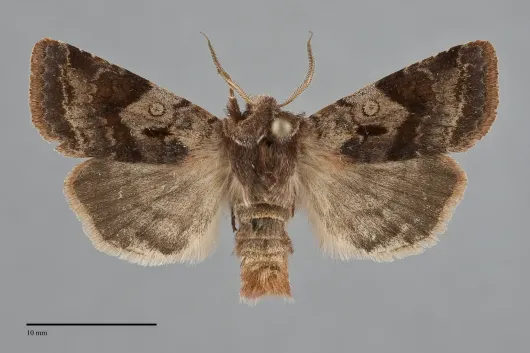 Cerastis salicarum