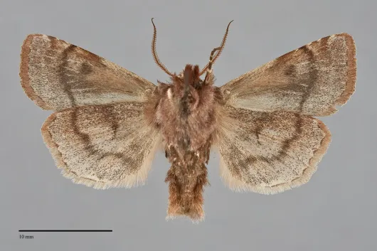Cerastis salicarum