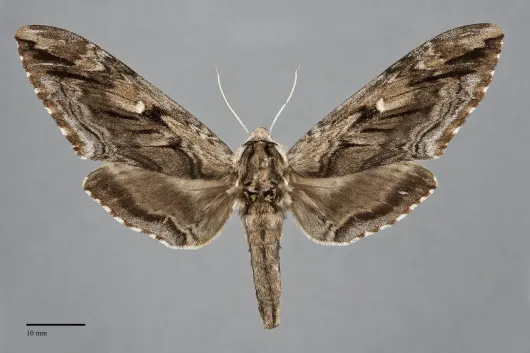 Ceratomia amyntor