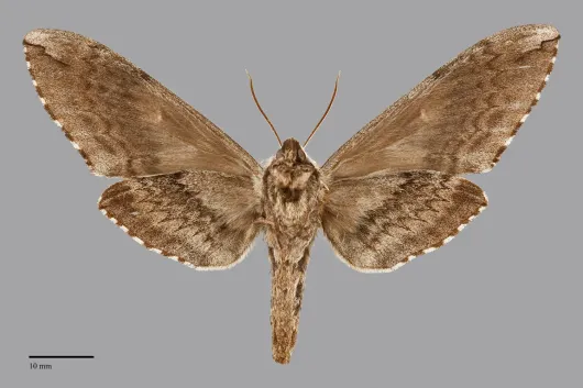 Ceratomia amyntor