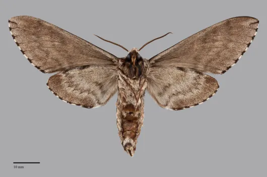 Ceratomia undulosa