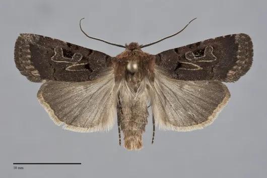 Chersotis juncta