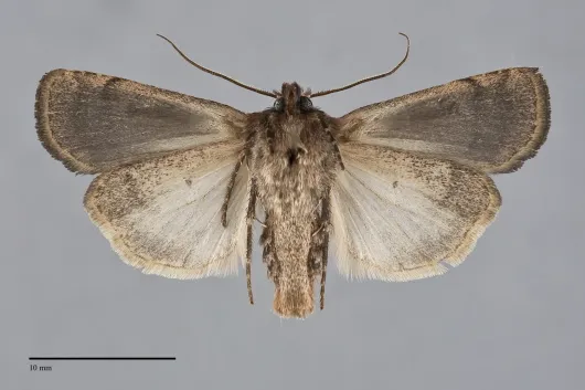 Chersotis juncta