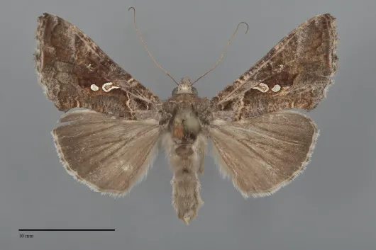 Chrysodeixis includens