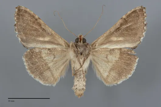 Chrysodeixis includens