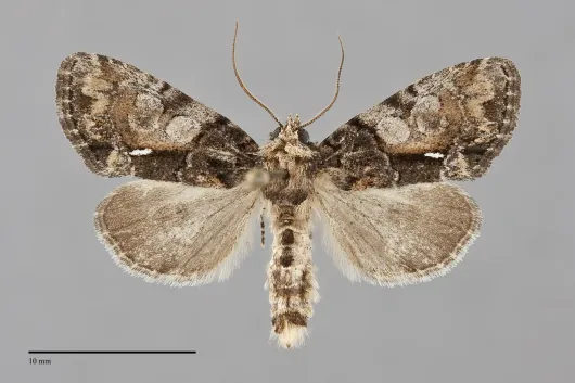 Chytonix palliatricula