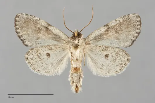 Chytonix palliatricula