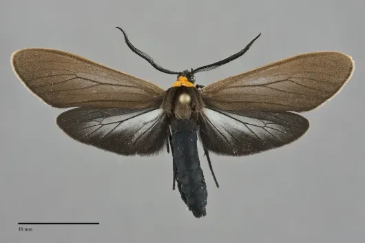 Cisseps fulvicollis