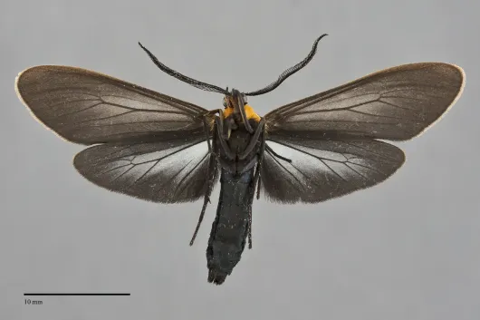 Cisseps fulvicollis