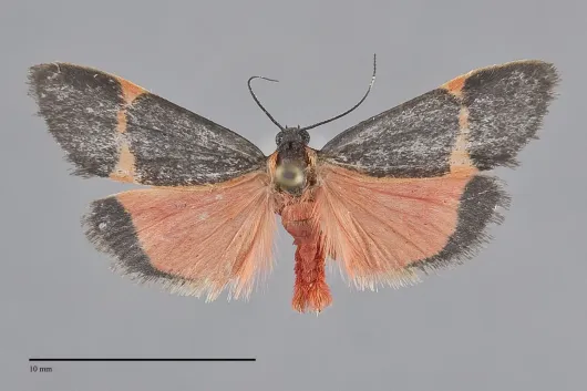 Cisthene barnesii