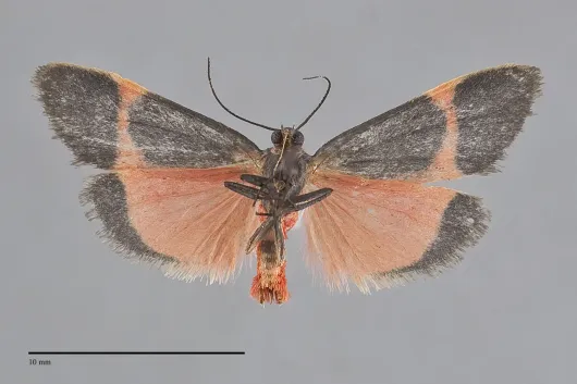Cisthene barnesii