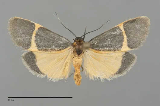 Cisthene barnesii