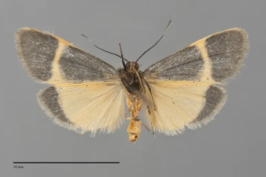 Cisthene barnesii