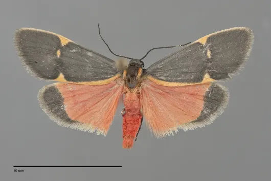 Cisthene barnesii