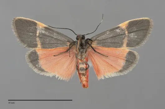 Cisthene barnesii