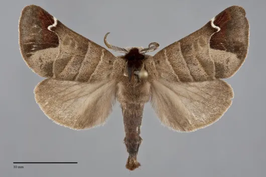 Clostera albosigma