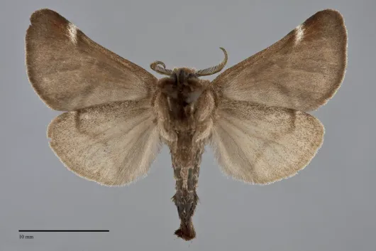 Clostera albosigma