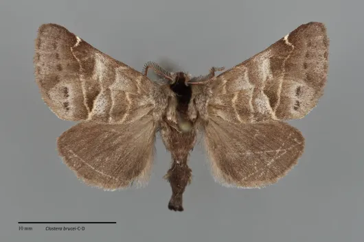 Clostera brucei