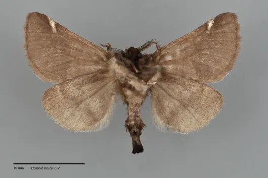 Clostera brucei