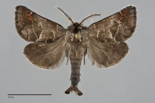 Clostera multnoma