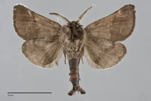 Clostera multnoma