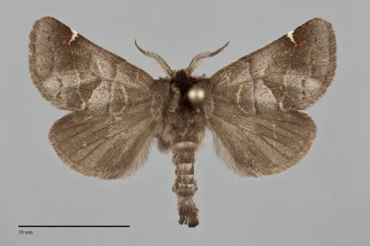 Clostera multnoma