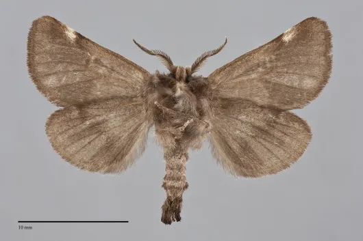 Clostera multnoma