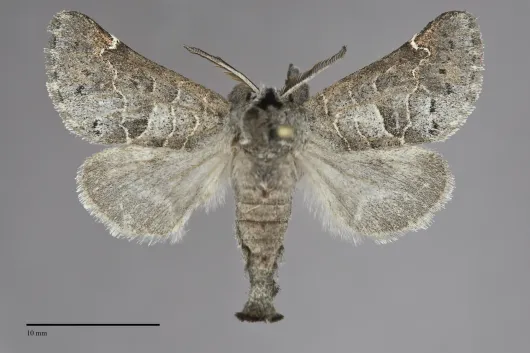 Clostera paraphora
