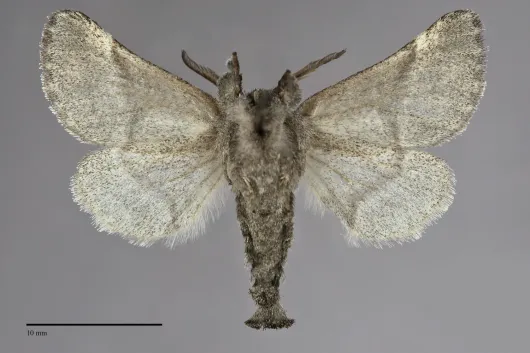 Clostera paraphora