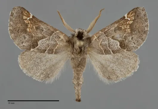 Clostera strigosa