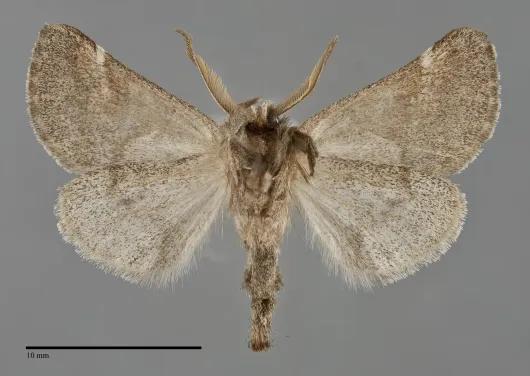 Clostera strigosa