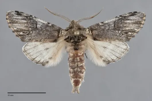 Coelodasys conspecta
