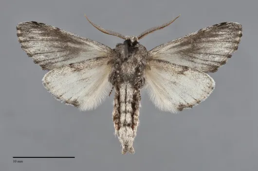 Coelodasys conspecta