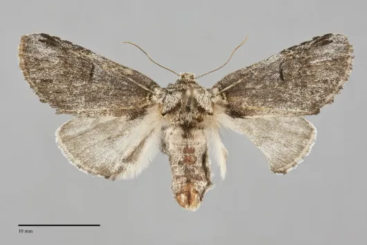 Coelodasys conspecta