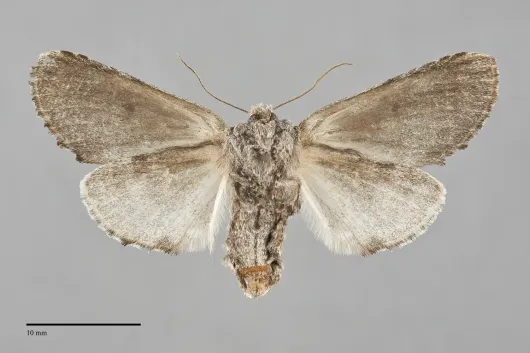 Coelodasys conspecta