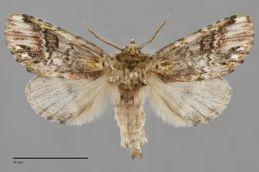 Coelodasys unicornis