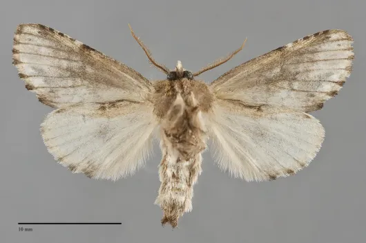 Coelodasys unicornis