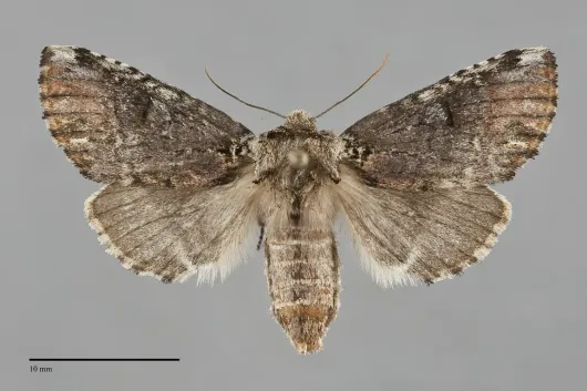 Coelodasys unicornis