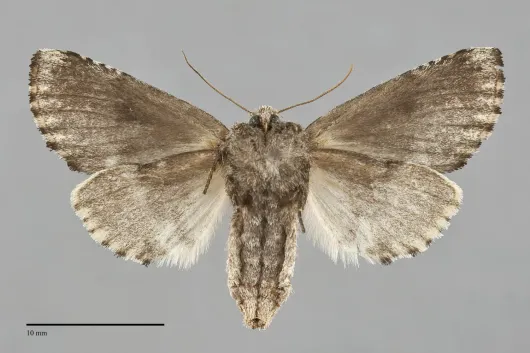 Coelodasys unicornis