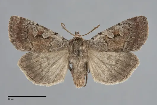Coenophila opacifrons