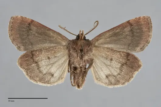 Coenophila opacifrons