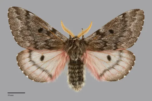 Coloradia pandora