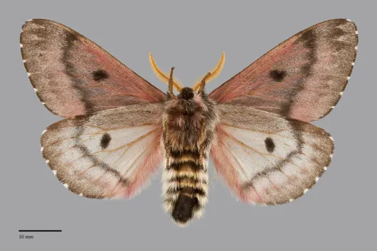 Coloradia pandora